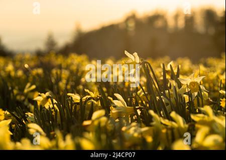 Wilder Narzissen (Narcissus pseudonarcissus), Blumenfeld im Sonnenlicht am Col de la Vue des Alpes, Neuchatel, Schweiz Stockfoto