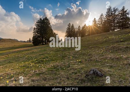 Wilder Narzissen (Narcissus pseudonarcissus), mit Sonnenschein über den Bäumen am Col de la Vue des Alpes, Kanton Neuchatel, Schweiz Stockfoto