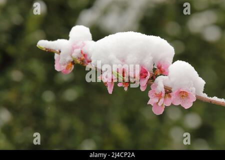 Schneebedeckte rosa Pfirsichblüten im Frühling Stockfoto