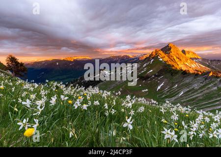 Poet's Narcissus (Narcissus poeticus), letztes Licht auf die Berge und die Wolken über dem Narzissenfeld in den Freiburger Alpen, Kanton Freiburg Stockfoto