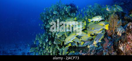 Sehr große Schule von gerippten Süßlippen (Plectorhinchus polytaenia) und gelbbandigen Süßlippen, Plectorhinchus lineatus, in Raja Ampat, West Papua Stockfoto