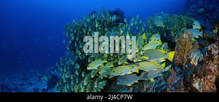 Sehr große Schule von gerippten Süßlippen (Plectorhinchus polytaenia) und gelbbandigen Süßlippen, Plectorhinchus lineatus, in Raja Ampat, West Papua Stockfoto