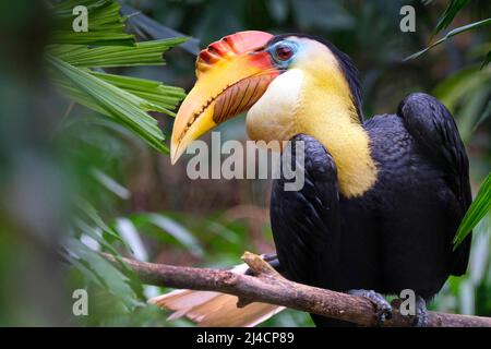 Faltiger Hornschnabel (Aceros corrugatus), gefangen, Vorkommen Malaysia und Indonesien Stockfoto