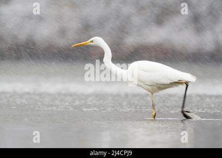 Jagd auf Reiher (Ardea alba), Schneefall, Hessen, Deutschland Stockfoto