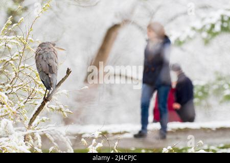 Graureiher (Ardea cinerea) auf Ast stehend, schneebedeckt, Menschen im Hintergrund, Hessen, Deutschland Stockfoto