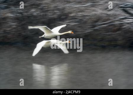 Zwei stumme Schwäne (Cygnus olor) fliegen über Wasser, Hessen, Deutschland Stockfoto