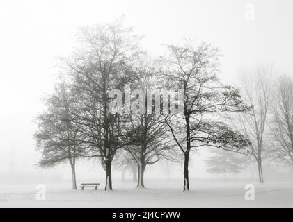 Parkbank mit verschneiten Baumgruppen im Morgennebel, SW-Foto, Winterlandschaft, Mondseeland, Salzkammergut, Oberösterreich, Österreich Stockfoto