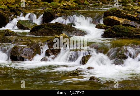 Bergbach fließt über moosbewachsene Steine, Zeller Ache, Mondsee, Mondseeland, Salzkammergut, Oberösterreich, Österreich Stockfoto