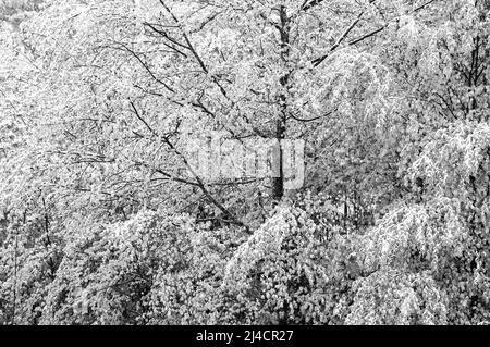 Laubbäume mit Schnee bedeckt, Wintereinbruch im Frühjahr, SW-Foto, Oberösterreich, Österreich Stockfoto