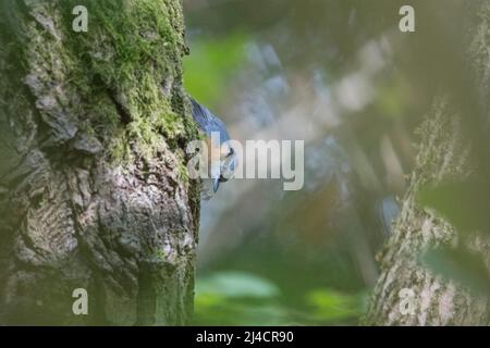 Eurasischer Nuthatch (Sitta europaea), geschäftiges Nuthatch auf der Suche nach Nahrung im Moos am Stamm eines alten Baumes, Velbert, Nordrhein-Westfalen Stockfoto