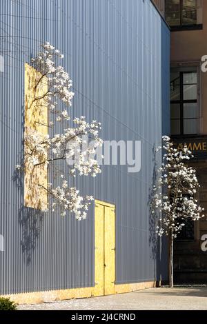 Blühende Magnolien (Magnolien), umschlossen von Gebäudefassade und Ästen exponiert, Baustellenburg, Dresden, Sachsen, Deutschland Stockfoto