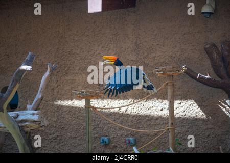 Sulawesische Kalao Vogelarten in der Hornbill Familie Stockfoto