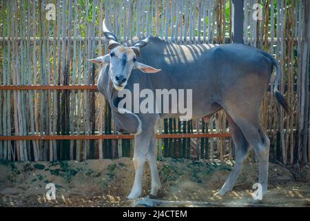 Das Land lebt im Dubai Zoo Stockfoto