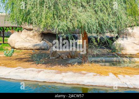 Mehrere Löwen ruhen unter einem Baum im Zoo Stockfoto