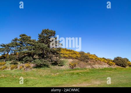 Blick auf Kiefern und Gorse Ulex europaeus (Fabaceae) vom Zug der North Norfolk Railway – der Poppy Line in Richtung holt, East Anglia Stockfoto