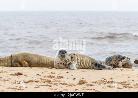 Horsey GAP, Norflolk. VEREINIGTES KÖNIGREICH. Graue atlantische Robben wurden während der Mauser im März 2022 mit Erwachsenen und Kalben entlang der Uferlinie ausgefahren. Quelle: Keith J SMI Stockfoto