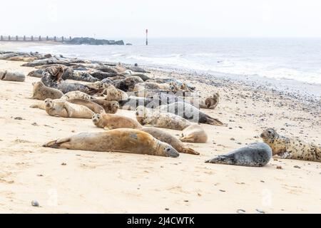 Horsey GAP, Norflolk. VEREINIGTES KÖNIGREICH. Graue atlantische Robben wurden während der Mauser im März 2022 mit Erwachsenen und Kalben entlang der Uferlinie ausgefahren. Quelle: Keith J SMI Stockfoto