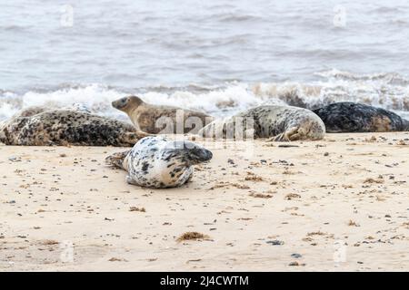 Horsey GAP, Norflolk. VEREINIGTES KÖNIGREICH. Graue atlantische Robben wurden während der Mauser im März 2022 mit Erwachsenen und Kalben entlang der Uferlinie ausgefahren. Quelle: Keith J SMI Stockfoto