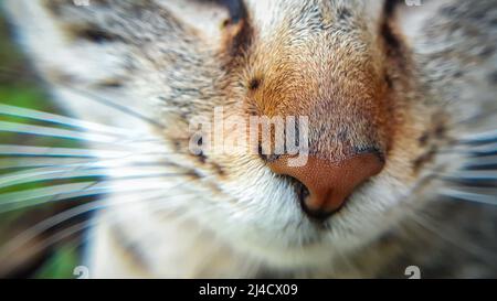 Nahaufnahme der Katzennase Stockfoto