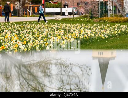 Beelitz, Deutschland. 14. April 2022. Auf dem Gelände der heute geöffneten Landesgartenschau (Laga) spazieren die ersten Besucher unter Frühlingsblumen. Hier spiegeln sich der Kirchturm der Stadt und ein Baum auf einer Glasoberfläche. Die Veranstaltung unter dem Motto „Gartenfest für alle Sinne“ läuft 201 Tage lang. Quelle: Jens Kalaene/dpa/Alamy Live News Stockfoto