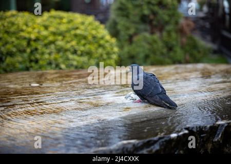 Nahaufnahme einer Taube erfrischend und Trinkwasser in einem Brunnen. Niedlicher Wildvögel auf einem Springbrunnen. Hochwertige Fotos Stockfoto