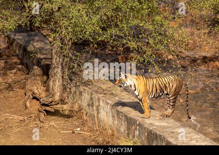 Wilde Erwachsene weibliche bengaltiger oder panthera tigris einsames Tier Seitenprofil, das während einer Wildtiersafari im ranthambore Nationalpark an der Wand steht Stockfoto