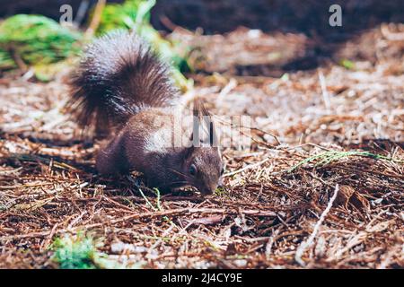 Wilde Natur. Niedliches rotes Eichhörnchen mit langen spitzen Ohren in der Herbstszene. Wildtiere im Wald. Eichhörnchen sitzt auf dem Boden. Sciurus vulgaris. Stockfoto