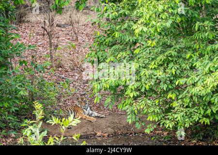 Wilder männlicher königlicher bengalischer männlicher Tiger, der im Schatten eines grünen Baumes ruht und während einer heißen Sommersafari in bandhavgarh indien auf seine Mutter wartet Stockfoto