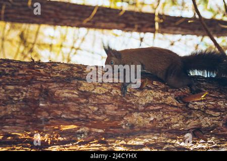 Wilde Natur. Niedliches rotes Eichhörnchen mit langen spitzen Ohren in der Herbstszene. Wildtiere im Wald. Eichhörnchen sitzt auf dem Boden. Sciurus vulgaris. Stockfoto