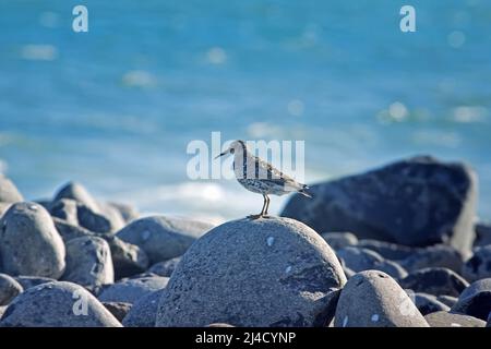 Purpurpeister (Arquatella maritima, Calidris maritima) befindet sich an der nördlichen Grenze seiner Verbreitung (Brutgebiet). Northbrook Island. Franz Josef L. Stockfoto