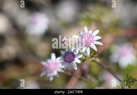 Zarte kleine Blüten der seltenen australischen einheimischen Pink Flannel Flower, Actinotus forsythii, Familie Apiaceae. Endemisch in feuchten Gebieten im offenen Wald Stockfoto