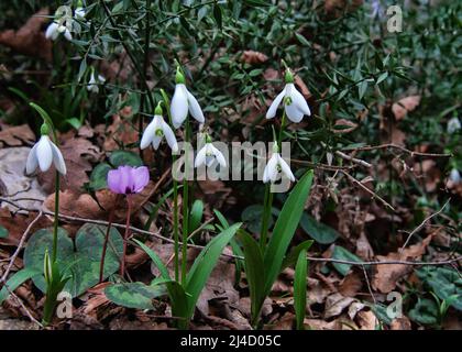 Blume des Lebens, Primavera. Kaukasischer Sweet-William (Galanthus nivalis, Galanthus caucasicus) und kaukasischer Cyclamen (Cyclamen coum, subsp. Caucasicum) Stockfoto