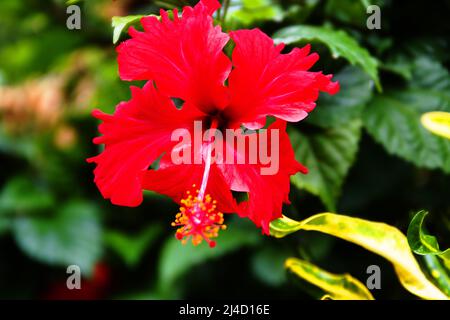 Hibiskus Im Winter. Sri Lanka Stockfoto