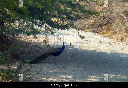 Pfauenmännchen auf Parkwegen in Indien Stockfoto