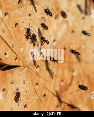 Freimaurerbienen bei ihrem selbstgemachten Nest im Frühjahr Stockfoto