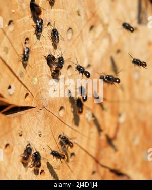 Freimaurerbienen bei ihrem selbstgemachten Nest im Frühjahr Stockfoto