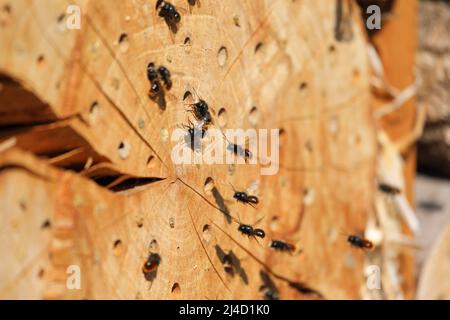 Freimaurerbienen bei ihrem selbstgemachten Nest im Frühjahr Stockfoto