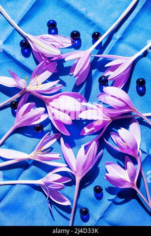 Frühlingshafte violette Krokusse auf blauer Tischdecke Stockfoto