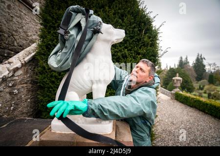 Der Gärtner Andy Ayre entpackt die Sammlung von Marmorstatuen aus ihren Winterdecken in Drummond Castle Gardens, in der Nähe von Crieff, Perthshire, zur Vorbereitung auf die Wiedereröffnung der Gärten für das Osterwochenende. Bilddatum: Donnerstag, 17. April 2022. Stockfoto