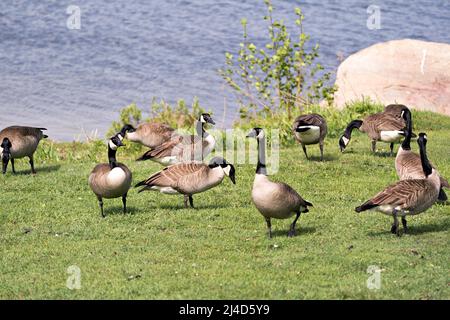 Kanada Gänsevögel in der Gruppe durch das Wasser Fütterung auf Gras in ihrer Umgebung und Lebensraum. Bild Der Kanadischen Gänse. Bild. Hochformat. Vogelschar. Stockfoto