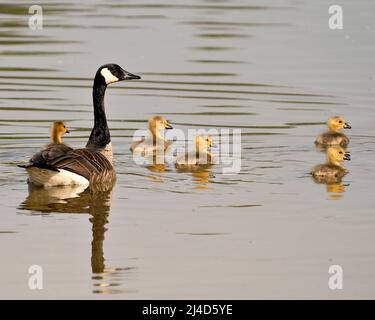 Kanadische Gans mit Gänsejungen schwimmen und zeigen ihre Flügel, Kopf, Hals, Schnabel, Gefieder in ihrer Umgebung und Lebensraum. Stockfoto