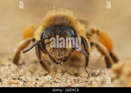 Detaillierte frontale Nahaufnahme einer weiblichen, gelbbeinigen Bergbaubiene, Andrena flavipes, die auf dem Feld auf dem Boden sitzt Stockfoto