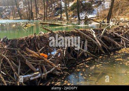 Großer Biberdamm, der Sümpfe überflutete und den See in Weißrussland schuf Stockfoto