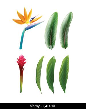 Vektor-Set von tropischen Pflanzen Vogel des Paradieses Blume oder Strelitzia Reginae und Alpinia Purpurata mit Blättern isoliert auf weiß Hintergrund Stock Vektor