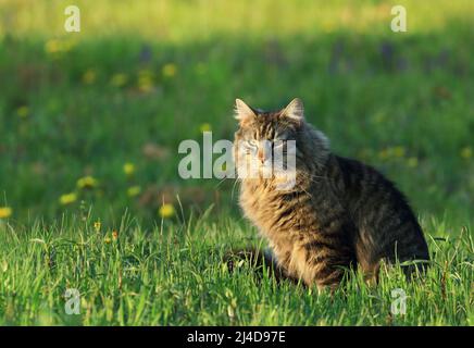 Niedliche Katze auf der Jagd auf grüne Wiese bei Sonnenuntergang Stockfoto