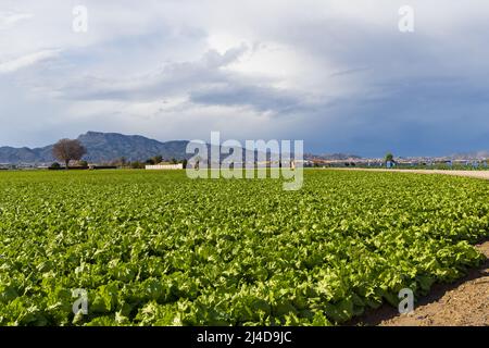 Großes Landwirtschaftsfeld mit Eisbergsalatproduktion in der Region Murcia in Spanien Stockfoto