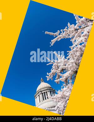 sakura Blumen und uns Capitol. Washington State Capitol. Legislativgebäude Stockfoto