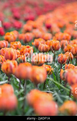 Wunderschöne, preisgekrönte Tulpen der Roten Prinzessin und der Orangen Prinzessin im Garten. Selektiver Fokus. Stockfoto