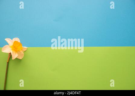 Narzissen in flachem Lay-Stil auf grünem und blauem Strukturpapier mit negativem Platz für Text Stockfoto