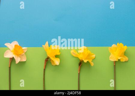 Narzissen in flachem Lay-Stil auf grünem und blauem Strukturpapier mit negativem Platz für Text Stockfoto